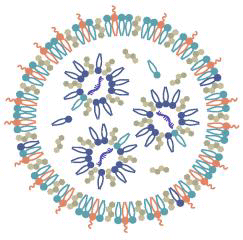 CL4H6-LNP の Cryo-TEM 像