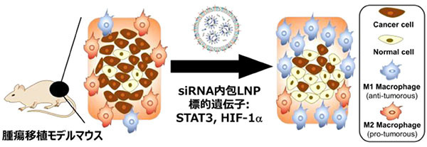 CL4H6 を用いた siRNA 内包 LNP 製剤によるがん免疫療法