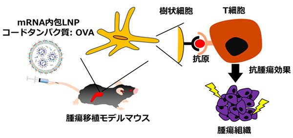 CL4H6 を用いた mRNA 内包 LNP 製剤によるがん免疫療法