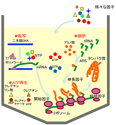 無細胞タンパク質合成