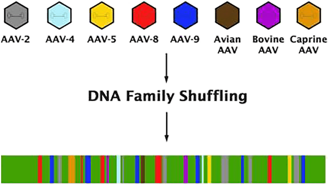 カプシドDNAシャッフリングによるAAV-DJの作成