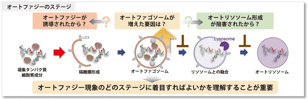 オートファジーのステージ