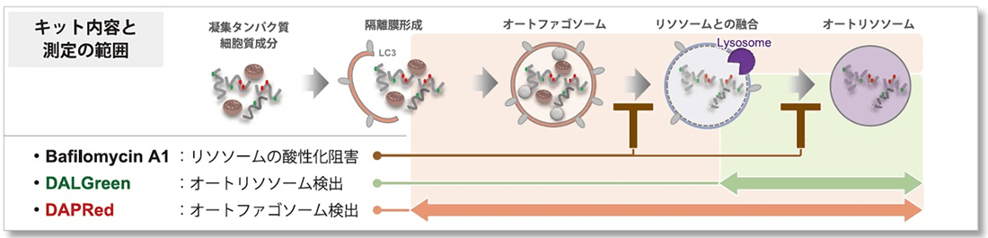 キット内容と測定の範囲