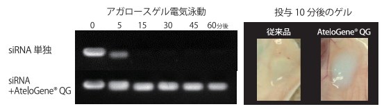 核酸分解酵素からの保護効果およびマウス皮下でのゲル形成（局所投与）