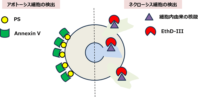 アポトーシス細胞とネクローシス細胞の検出原理