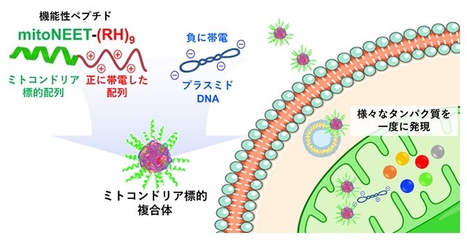 機能性ペプチドとプラスミドDNAからなる複合体によるミトコンドリアへの遺伝子輸送