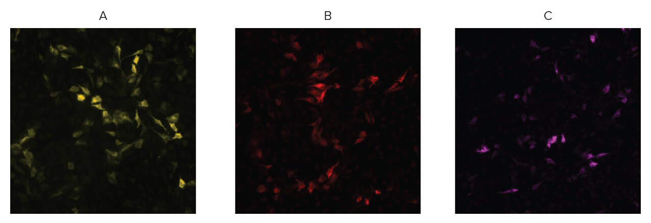EGFP-チューブリンを導入したHeLa細胞の免疫染色
