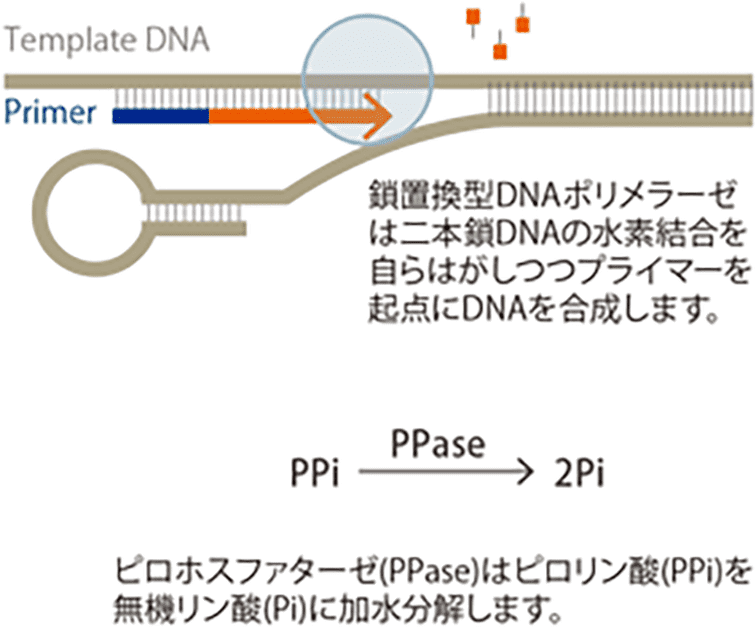 無機リン酸（Pi）に加水分解