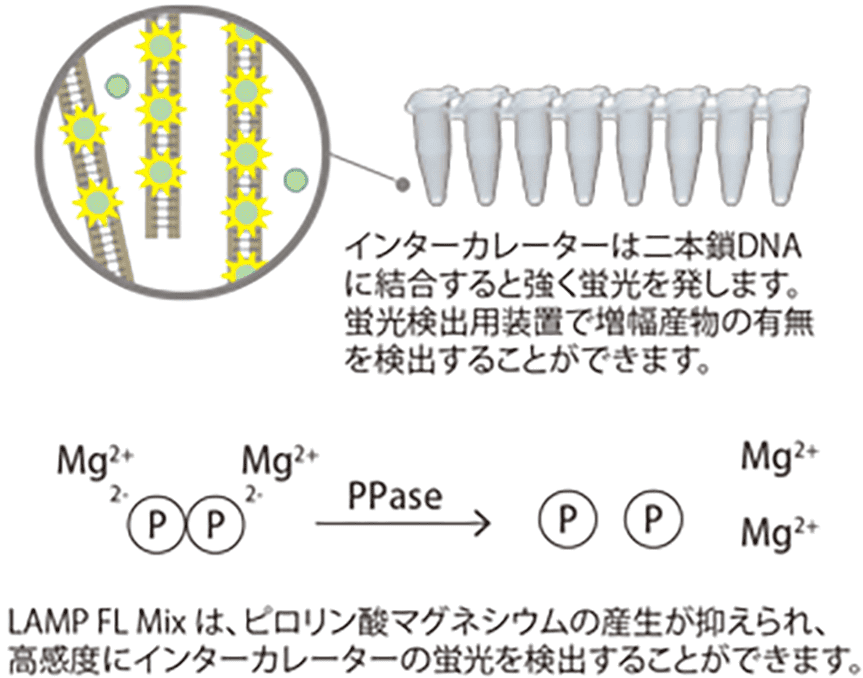 インターカレーターの蛍光を検出