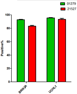 5ロット分のBRN3AとUCHL1発現細胞の割合