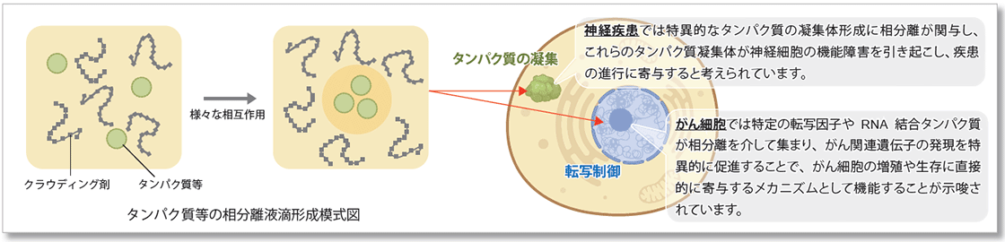 液- 液相分離（LLPS）とは