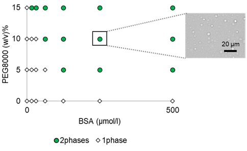 図 2. BSA/PEG系液滴の相図および相分離液滴の顕微鏡観察画像