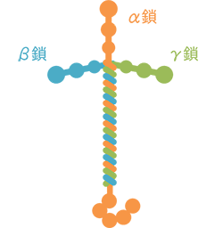 ラミニンの基本構造