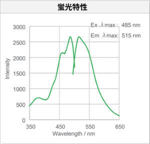 蛍光特性