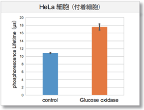 HaLa細胞（付着細胞）