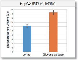 HepG2細胞（付着細胞）