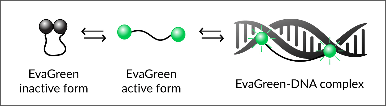 EvaGreen® DNA結合のメカニズム