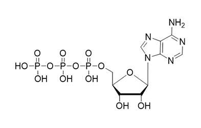 ATP