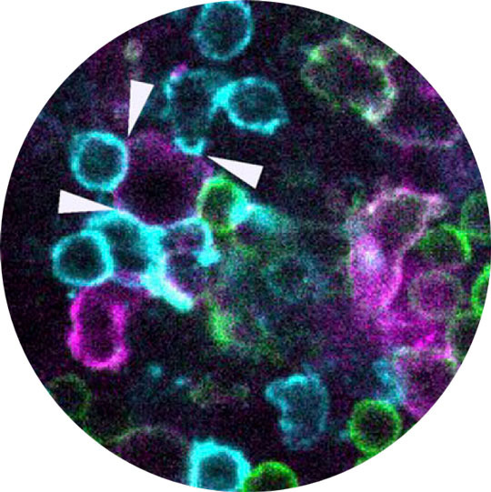 Lymphoid Organ-Chip