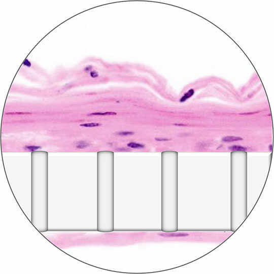 Vagina-Chip