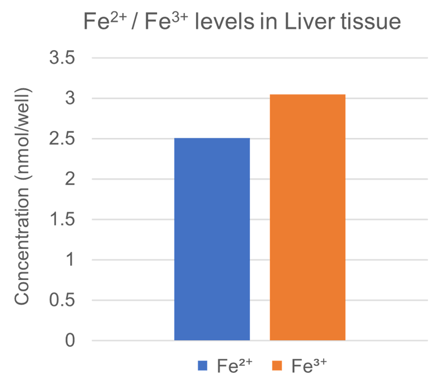 マウス肝臓中の二価鉄および三価鉄の検出