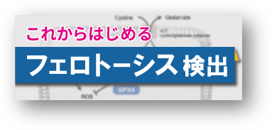 これからはじめるフェロトーシス検出