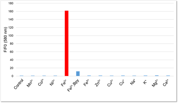 Fe2+への高い選択性