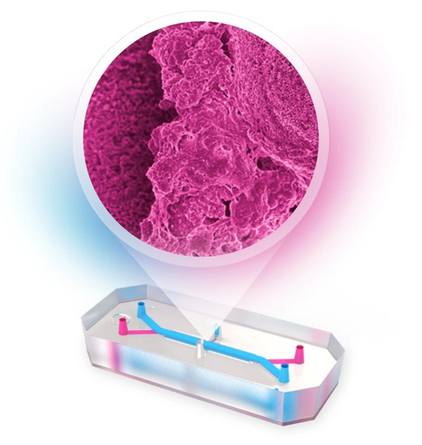 Colon Intestine-Chip