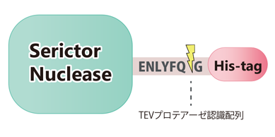 TEVプロテアーゼ認識配列