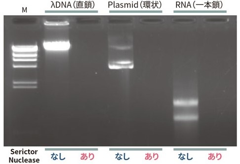 λDNA, plasmid, RNAにSerictor Nucleaseを混合したサンプルの電気泳動像