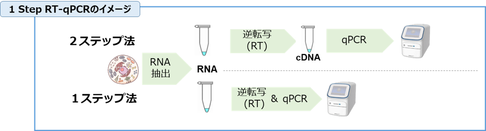 1 Step RT-q PCRのイメージ