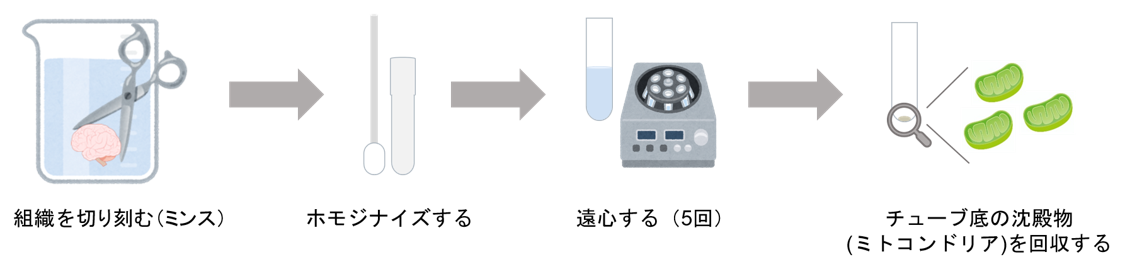 ミトコンドリア分画操作