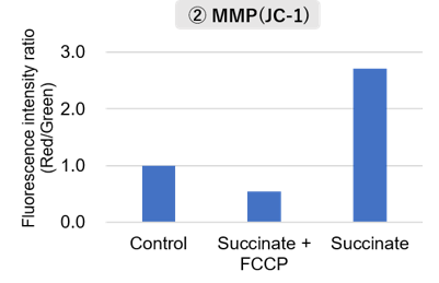 マウス脳から分画したミトコンドリアの活性評価 (MMP)
