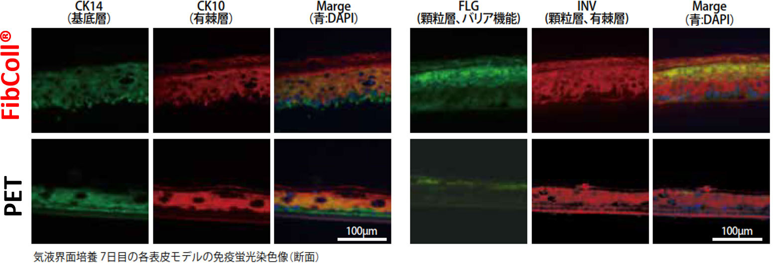 FibColl®を用いた表皮モデルの早期成熟化促進