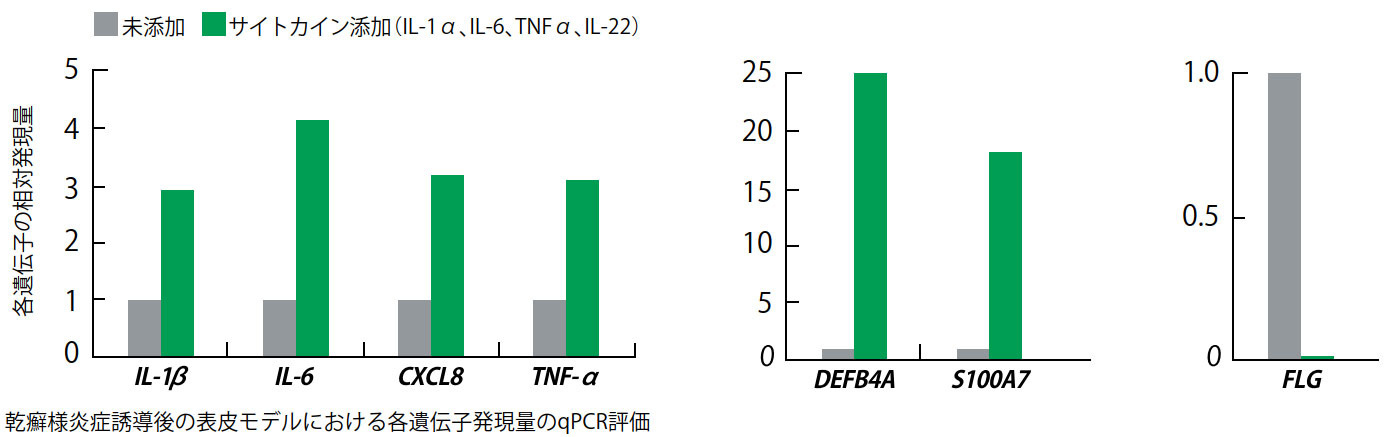 FibColl®を用いた表皮モデルの乾癬様炎症モデルへの応用

