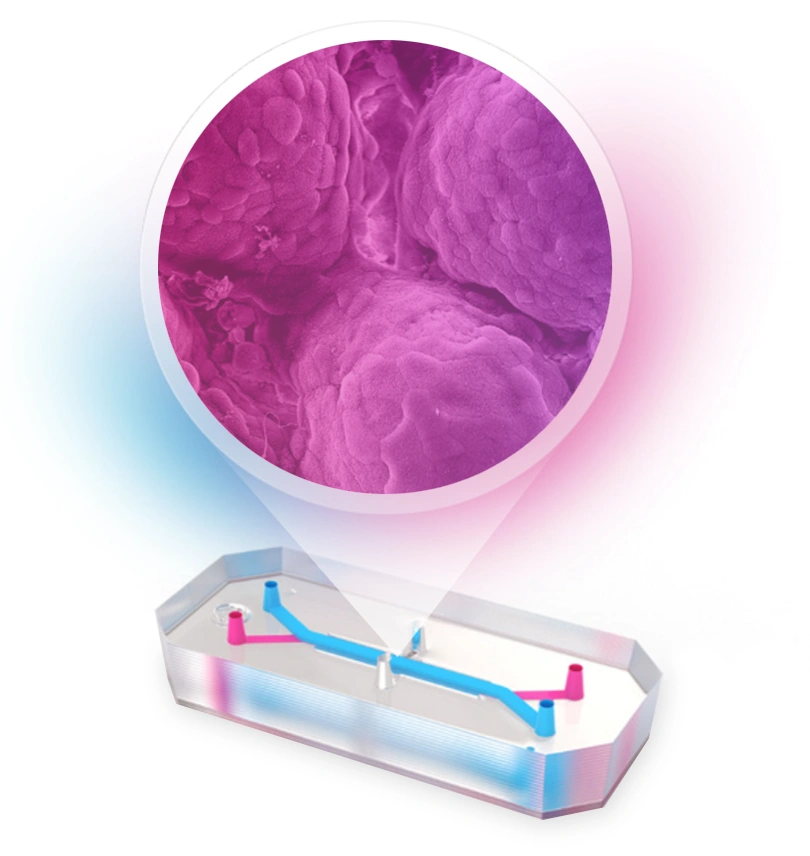 Duodenum Intestine-Chip