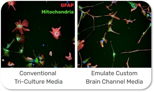 安静状態でありながら応答性を持つグリア