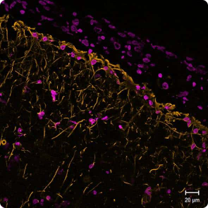 各製品の染色結果 GFAP