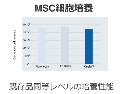 MSC細胞培養