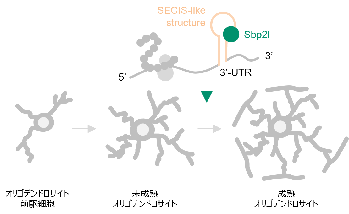 図 Sbp2lとオリゴデンドロサイトの成熟