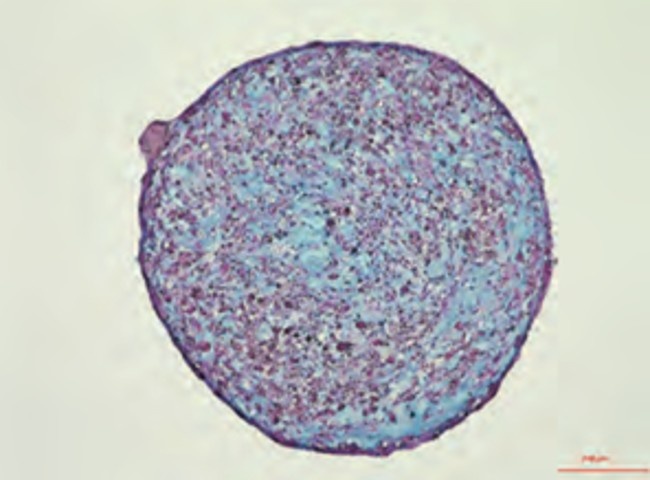 Alcian Blue