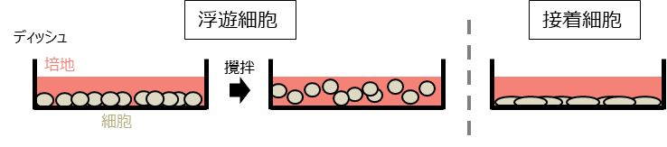浮遊細胞と接着細胞