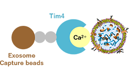 図1　PS Capture™ エクソソームフローサイトメトリーキットの原理