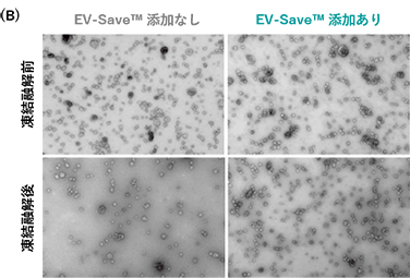 図3　EV-Save™による細胞外小胞の凍結保護効果