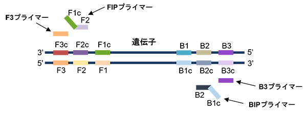 LAMP法による遺伝子増幅領域とプライマー