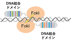 TALEN, Transcription activator effector-like nuclease