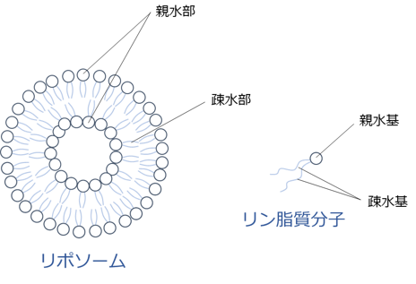 リポソームとは