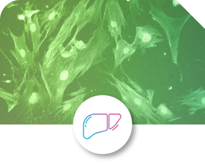 Liver-Chip