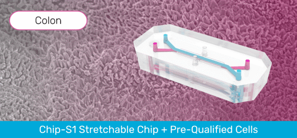 Colon Intestine-Chip