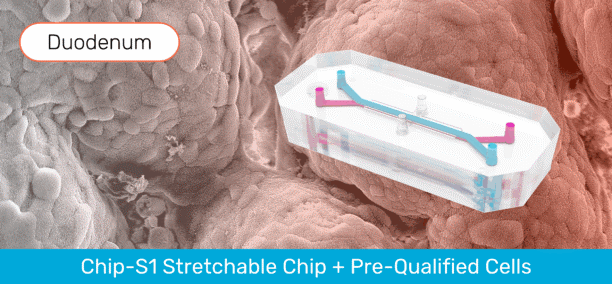 Duodenum Intestine-Chip